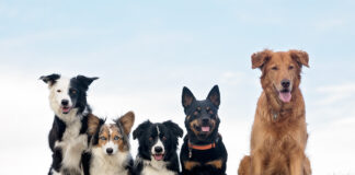 Sparklight Awards $10,000 to Local Animal Shelters